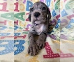 Puppy Purple Great Dane
