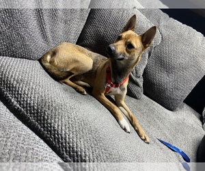Rat Terrier-Shiba Inu Mix Puppy for sale in BERNE, IN, USA