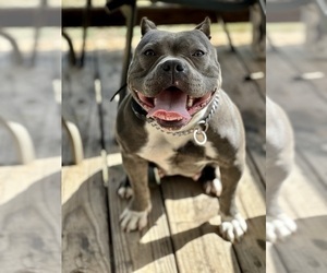 Mother of the American Bully puppies born on 04/11/2024