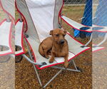 Small #2 Feist Terrier-Miniature Pinscher Mix