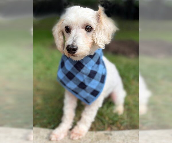 Medium Photo #7 Maltipoo (Miniature) Puppy For Sale in Arlington, VA, USA