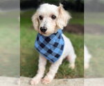 Small Photo #7 Maltipoo (Miniature) Puppy For Sale in Arlington, VA, USA
