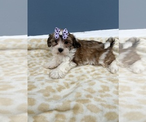 Mal-Shi Puppy for sale in RANDOLPH, MA, USA