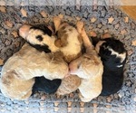 Small Bernedoodle (Miniature) (+ Poodle Miniature)