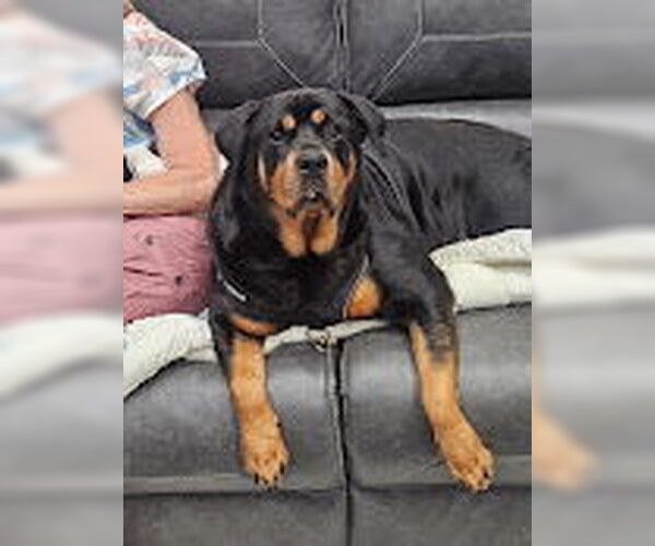 Medium Photo #2 Rottweiler Puppy For Sale in White Hall, AR, USA