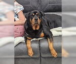 Small #1 Rottweiler