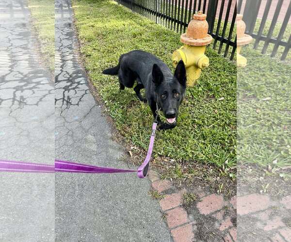 Medium Photo #5 German Shepherd Dog Puppy For Sale in Plantation, FL, USA