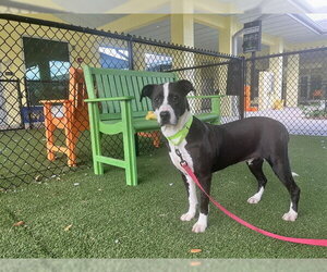 Labrador Retriever-Unknown Mix Dogs for adoption in Tavares, FL, USA