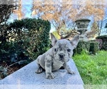 Small #220 French Bulldog