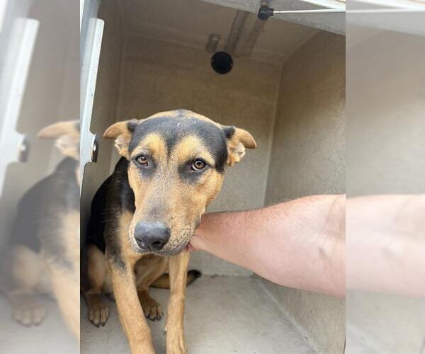 Medium Photo #1 German Shepherd Dog-Unknown Mix Puppy For Sale in Oklahoma City, OK, USA