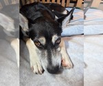 Small #3 German Shepherd Dog-Huskies  Mix