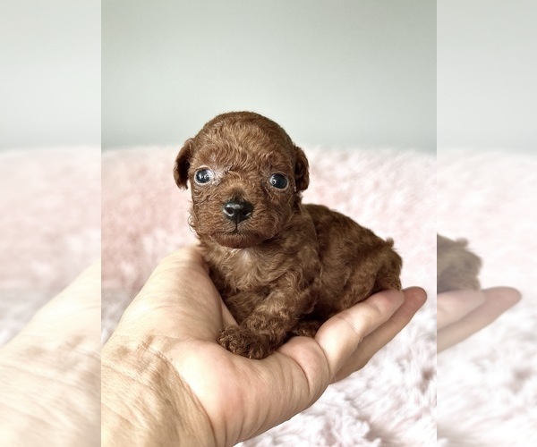 Medium Photo #1 Maltipoo (Miniature)-Poodle (Toy) Mix Puppy For Sale in HILO, HI, USA