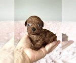 Small Maltipoo (Miniature)-Poodle (Toy) Mix