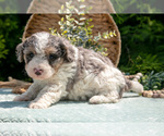 Small Photo #35 Miniature Bernedoodle Puppy For Sale in BREMEN, IN, USA