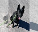 Small #1 German Shepherd Dog Mix