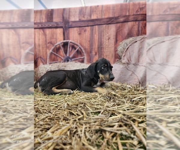 Medium Photo #8 Catahoula Leopard Dog Puppy For Sale in CUMBY, TX, USA