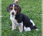 Small Photo #2 Beagle Puppy For Sale in FREDERICKSBURG, OH, USA