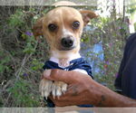 Small #1 Chihuahua Mix