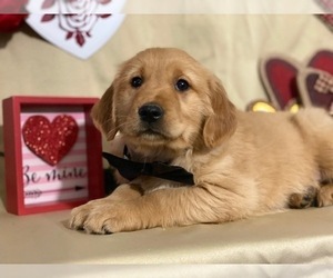 Golden Retriever Puppy for sale in LANCASTER, PA, USA