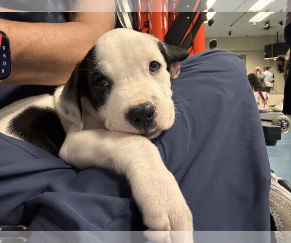 Medium Photo #3 Labrador Retriever-Unknown Mix Puppy For Sale in Sanford, FL, USA