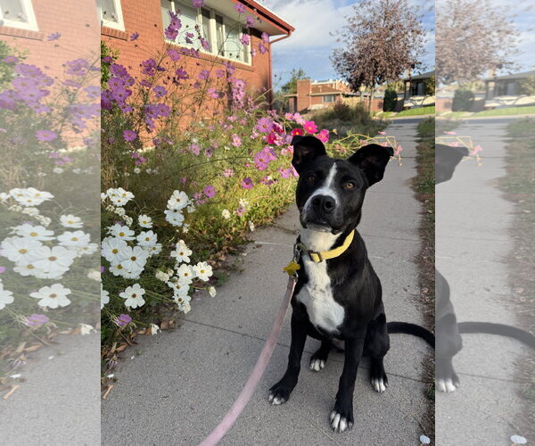 Medium Photo #1 American Pit Bull Terrier-Labrador Retriever Mix Puppy For Sale in Sandy, UT, USA