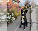 Mabel May - Female American Pit Bull Terrier-Labrador Retriever Mix Dog for Adoption - Small photo