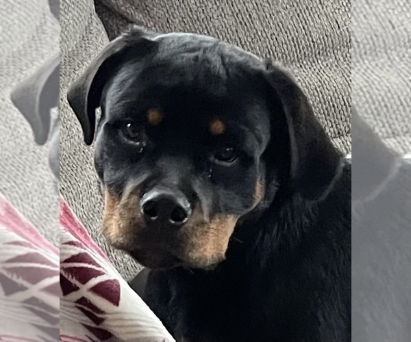 Medium Photo #19 Rottweiler Puppy For Sale in VONORE, TN, USA