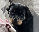 Small #18 Rottweiler