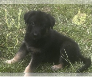 Medium German Shepherd Dog