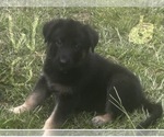 Puppy White Girl German Shepherd Dog