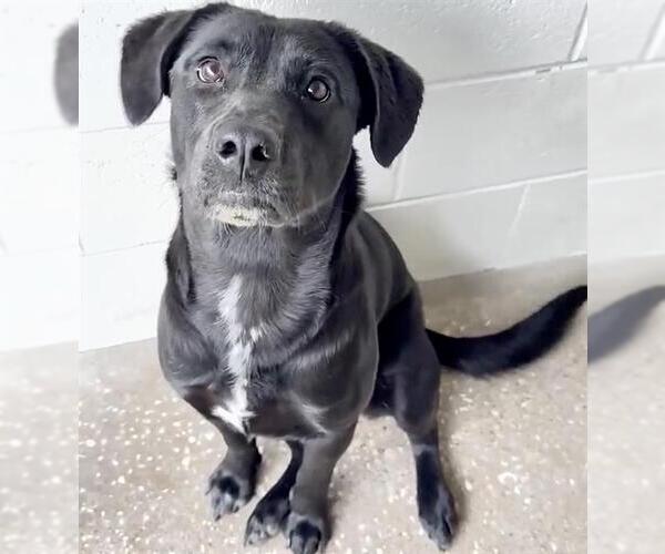 Medium Photo #2 Labrador Retriever Puppy For Sale in Houston, TX, USA