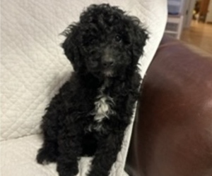 Poodle (Miniature) Puppy for sale in FREDERICKSBURG, VA, USA