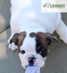 Small Photo #1 English Bulldog Puppy For Sale in PALMDALE, CA, USA