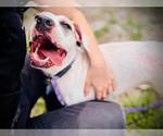 Small #1 Argentinian Mastiff-Rat Terrier Mix