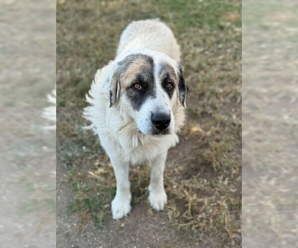 Medium Photo #1 Great Pyrenees-Unknown Mix Puppy For Sale in Riverside, CA, USA