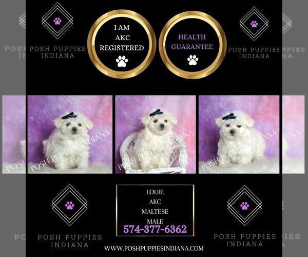 Medium Photo #2 Maltese Puppy For Sale in WARSAW, IN, USA