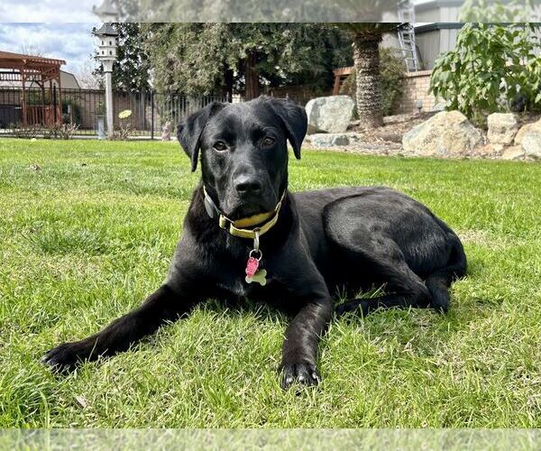 Medium Photo #1 Labrador Retriever Puppy For Sale in Clovis, CA, USA