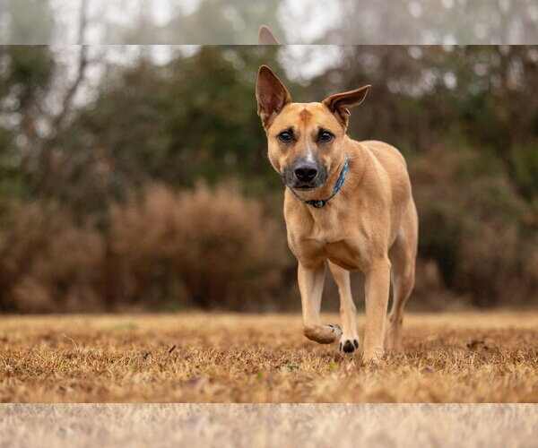 Medium Photo #10 Mutt Puppy For Sale in Cary, NC, USA