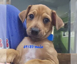 Dachshund-Unknown Mix Dogs for adoption in Chico, CA, USA