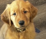 Litter of 10 - Male(s) and Female(s) Golden RetrieverLitter of Puppies for Sale - Photo #10