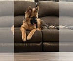Small Photo #99 German Shepherd Dog Puppy For Sale in LA FAYETTE, NY, USA