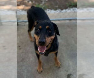 Rottweiler Dogs for adoption in Hillsboro, NH, USA