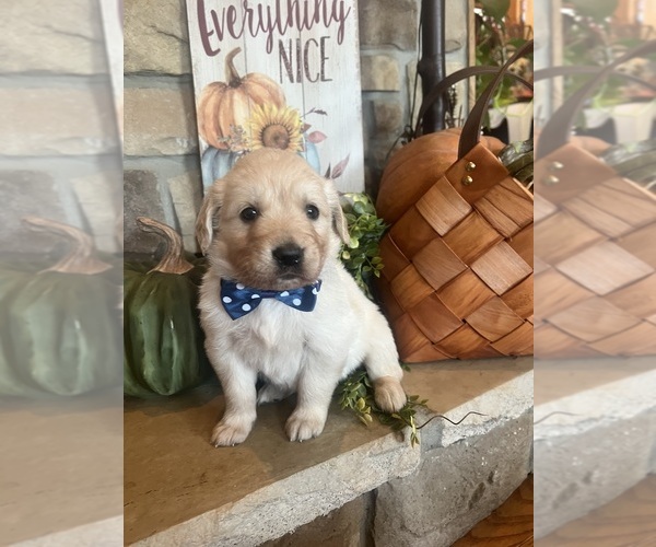 Medium Photo #7 English Cream Golden Retriever Puppy For Sale in RICHLAND, MO, USA