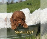 Puppy Smallest Curly Goldendoodle (Miniature)