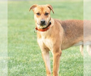 Medium American Pit Bull Terrier-German Shepherd Dog Mix