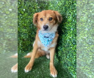 Border Collie-Retriever  Mix Dogs for adoption in Lake Forest, CA, USA