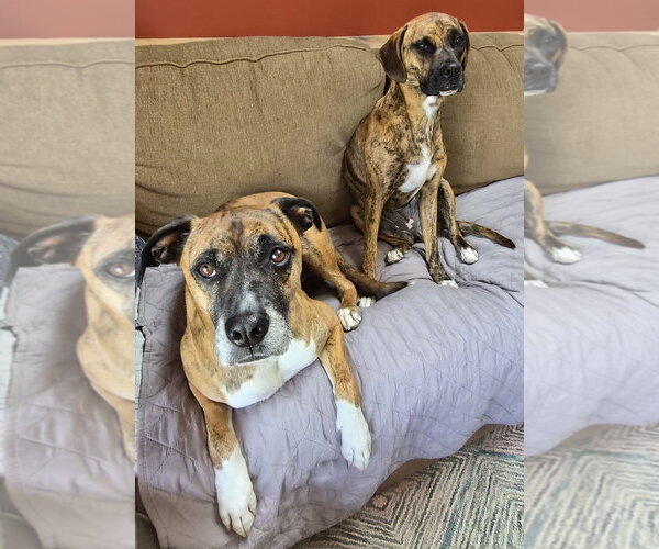 Medium Photo #3 Boxer Puppy For Sale in Burnsville, MN, USA