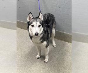 Siberian Husky-Unknown Mix Dogs for adoption in Las Vegas, NV, USA