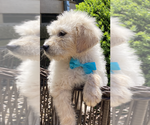 Small Photo #3 English Cream Golden Retriever-Poodle (Standard) Mix Puppy For Sale in BURNSVILLE, NC, USA