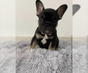 French Bulldog Puppy for sale in ORLANDO, FL, USA